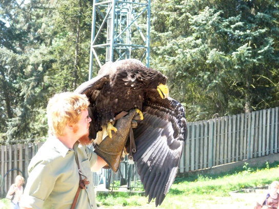 V ZOO, výcvik dravců V ZOO, výcvik dravců