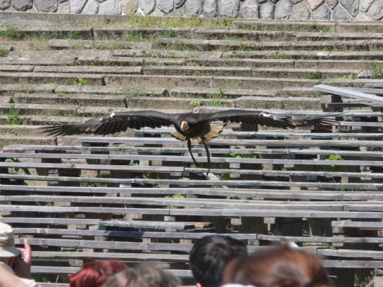 V ZOO, výcvik dravců V ZOO, výcvik dravců