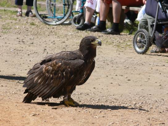 V ZOO, výcvik dravců V ZOO, výcvik dravců