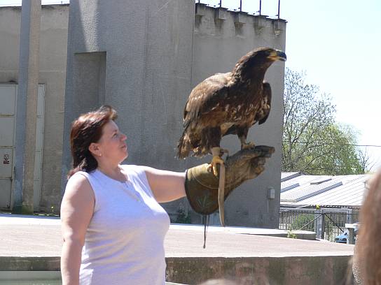 Členové naší výpravy cvičí dravce Členové naší výpravy cvičí dravce