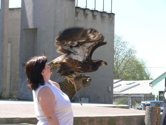 Členové naší výpravy cvičí dravce Členové naší výpravy cvičí dravce