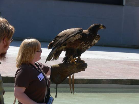 Členové naší výpravy cvičí dravce Členové naší výpravy cvičí dravce