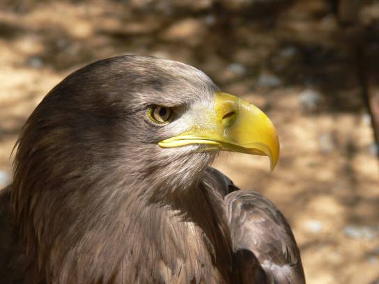 Orel mořský Orel mořský