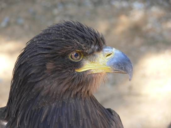 Orel mořský Orel mořský