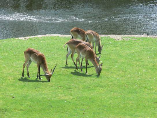 Zvířátka Zvířátka