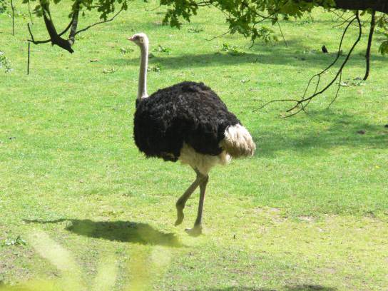 Zvíře v ZOO Zvíře v ZOO