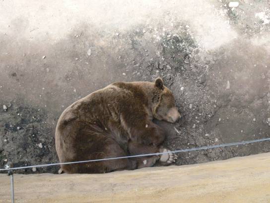 Spící medvěd Spící medvěd