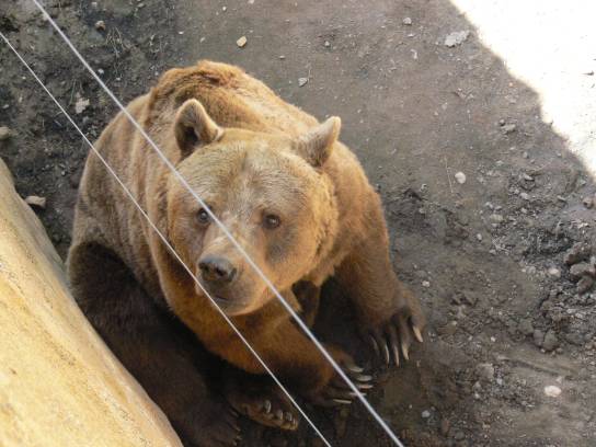 Probuzený medvěd Probuzený medvěd