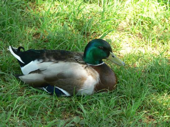 12. Kachna poblíž soutoku Labe a Orlice
