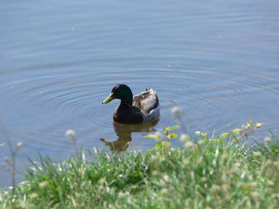 14. Kachna na soutoku Labe a Orlice
