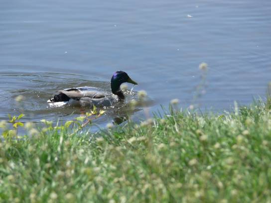 15. Kachna na soutoku Labe a Orlice
