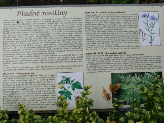 43. Informace o přadných rostlinách
