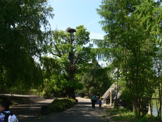 16. Strom s čapím hnízdem
