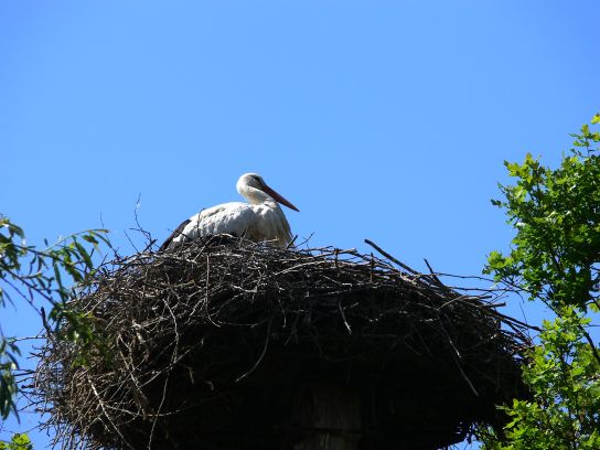 17. Čapí hnízdo

