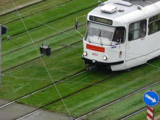 9. Šalina na trávě
