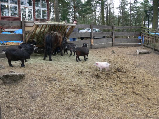 20. Zookoutek u rozhledny
20. Zookoutek u rozhledny