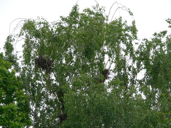 19. Krkavčí hnízda
