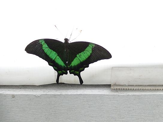 17. Motýl
