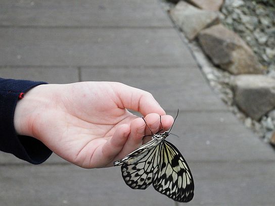 34. Motýl na ruce účastníka srazu
