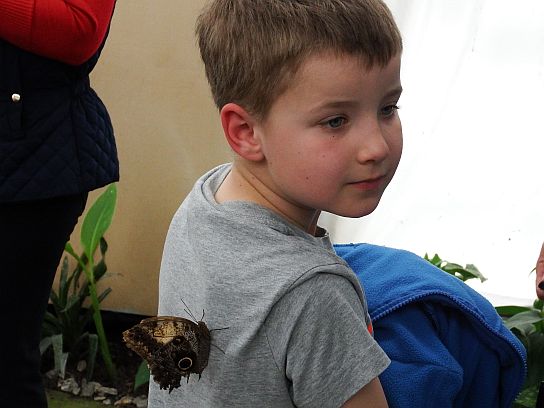 37. Motýl na zádech účastníka srazu
