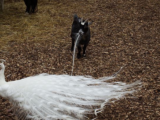 44. Koza žere paví peří
