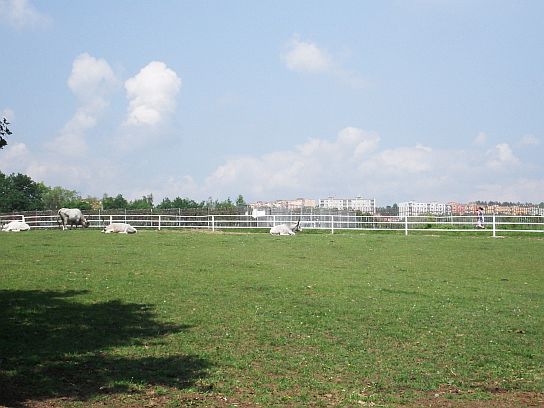 20. Zvířata a paneláky
