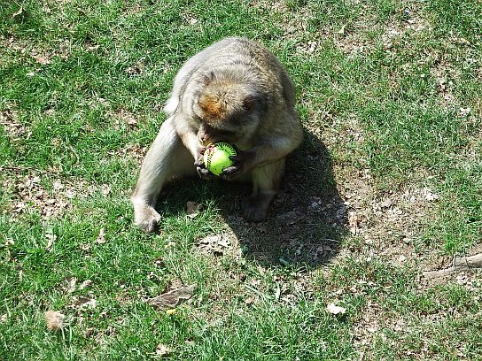 30. Opice s míčkem
