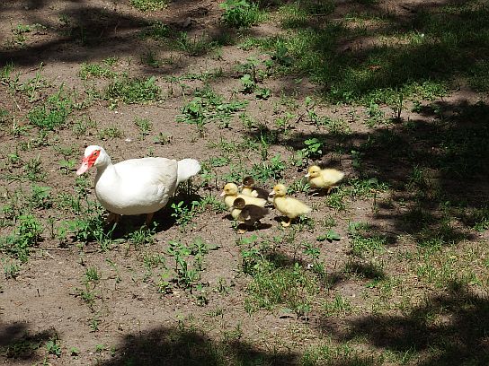 24. Kachna s kachňaty
