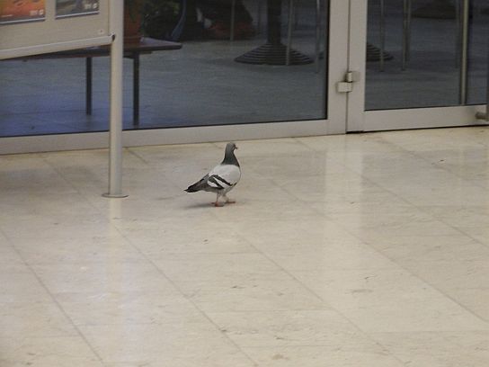 41. Holub na nádraží
