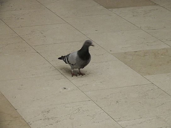 43. Holub na nádraží
