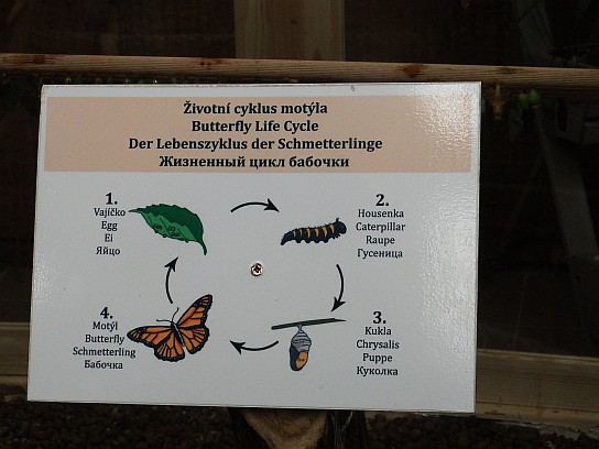 27. Životní cyklus motýla
