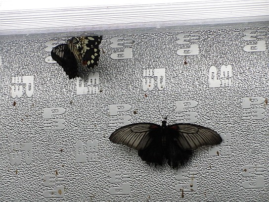 30. Motýli

