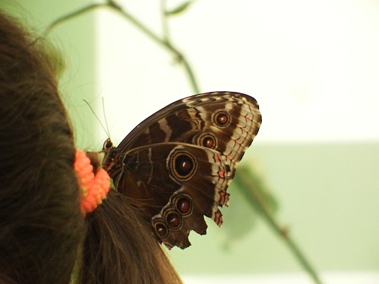 31. Motýl na vlasech
