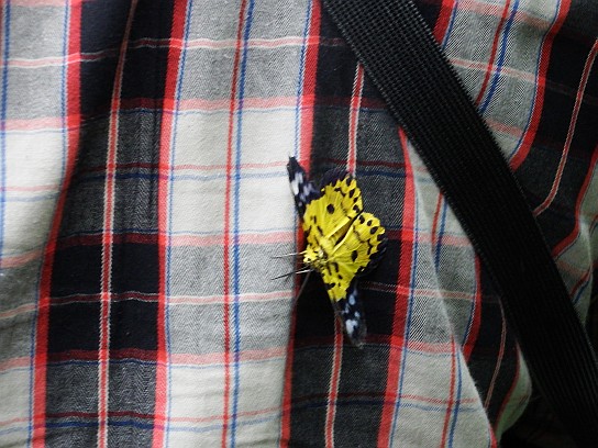 33. Motýl na zádech
