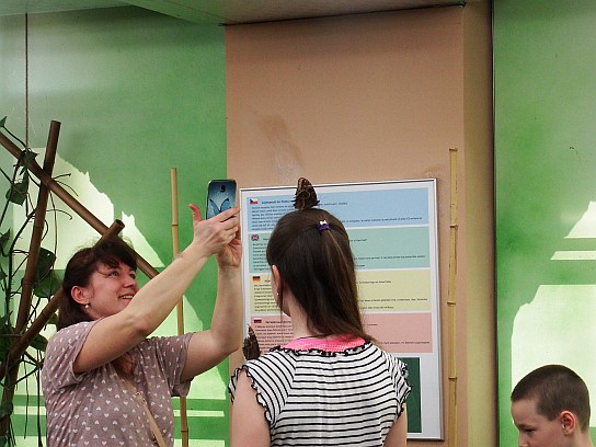 35. Motýl na hlavě
