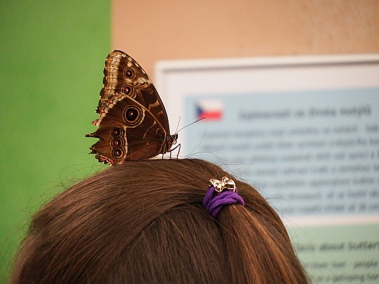 36. Motýl na hlavě
