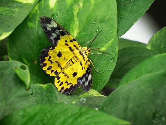 40. Motýl na listě
