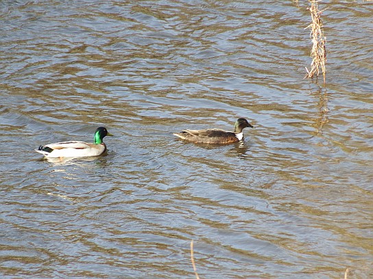 87. Kachny na soutoku
