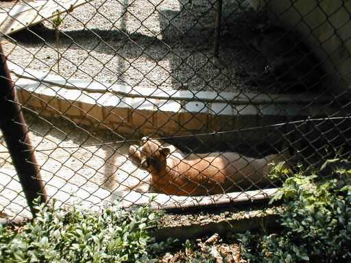 Líné kočkovité šelmy Líné kočkovité šelmy