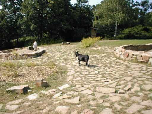 Zvíře na chodníku Zvíře na chodníku