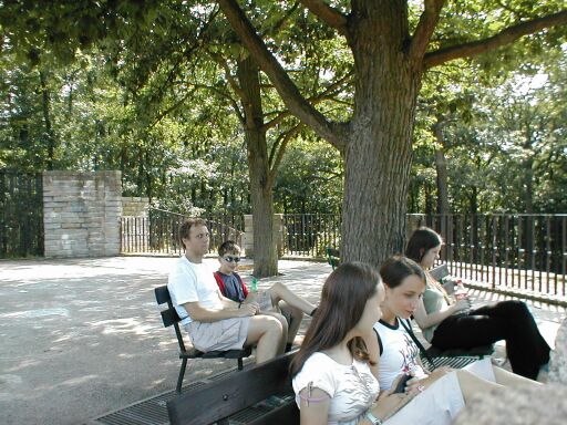 Zátiší pod stromem u žiraf Zátiší pod stromem u žiraf