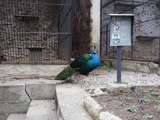 30. Páv v zámecké zahradě
