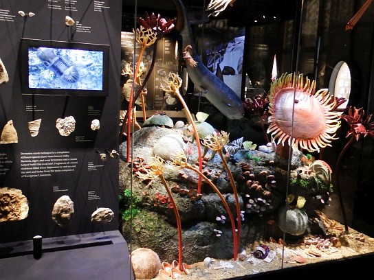 15. Exponáty v muzeu – Devonský útes
