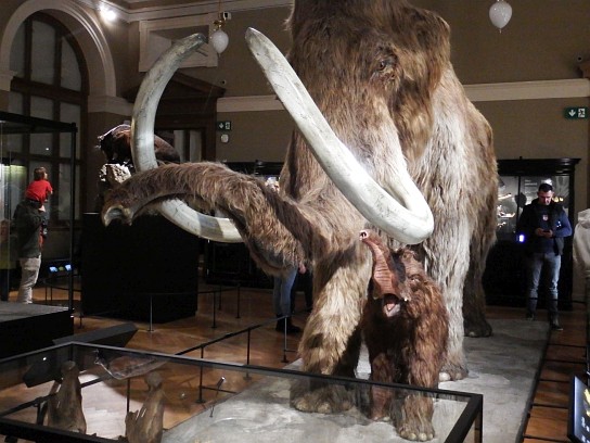 20. Exponát v muzeu – mamut
