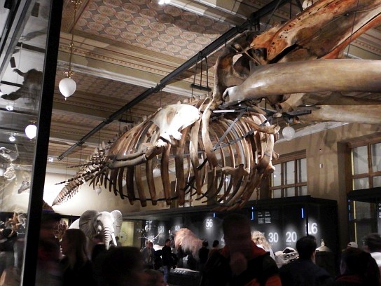 34. Exponát v muzeu – kostra velryby
