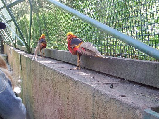 14. Dva barevní ptáci
