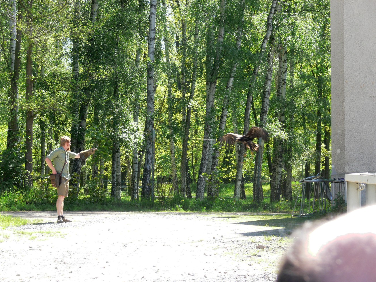 V ZOO, výcvik dravců