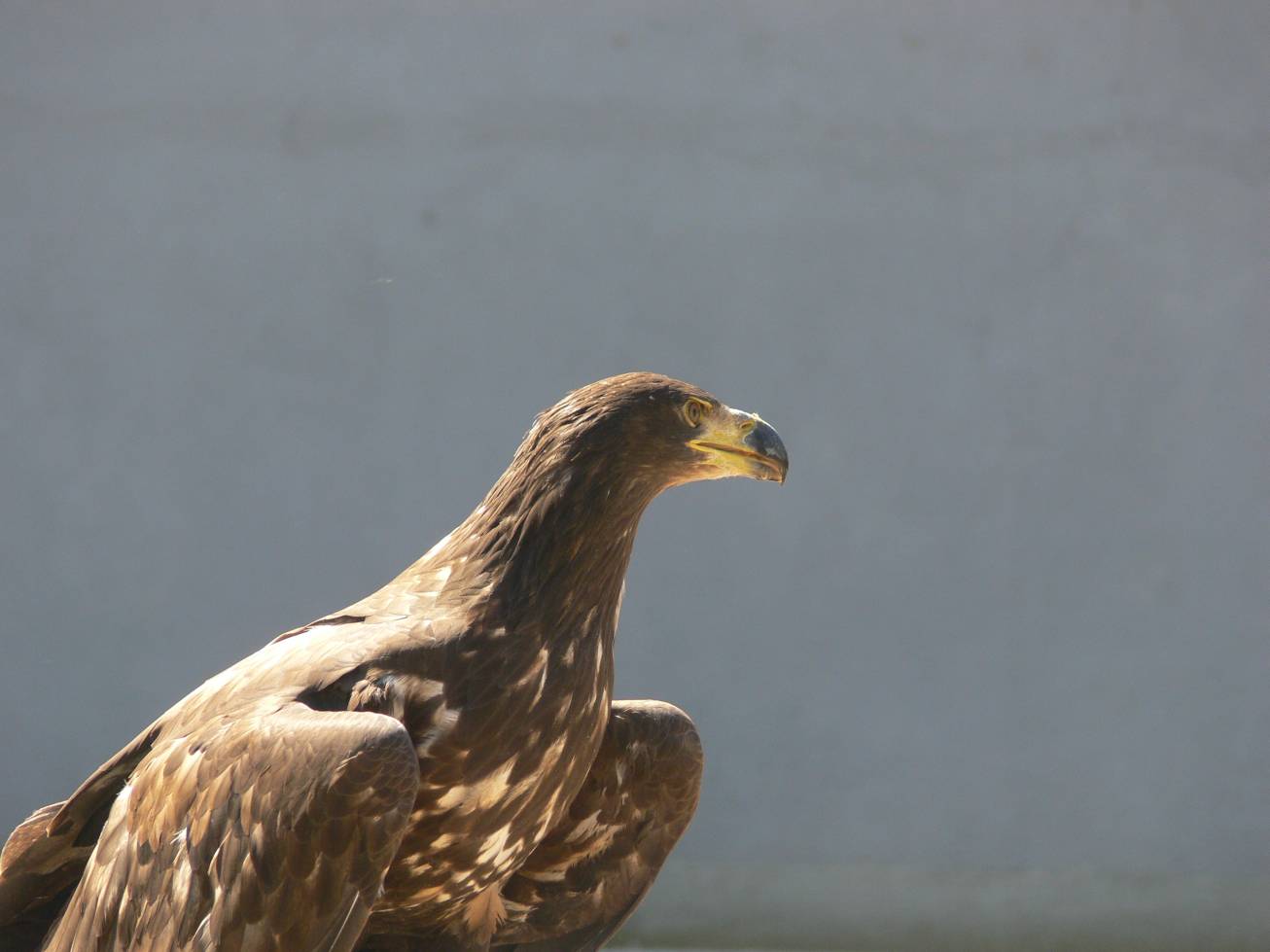 V ZOO, výcvik dravců