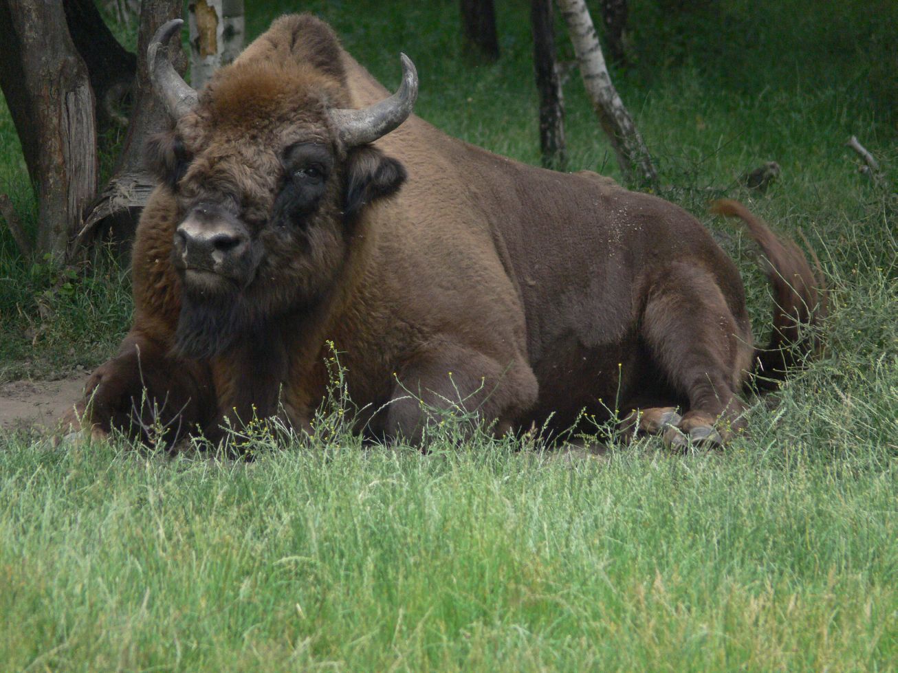 Majestátní zvíře