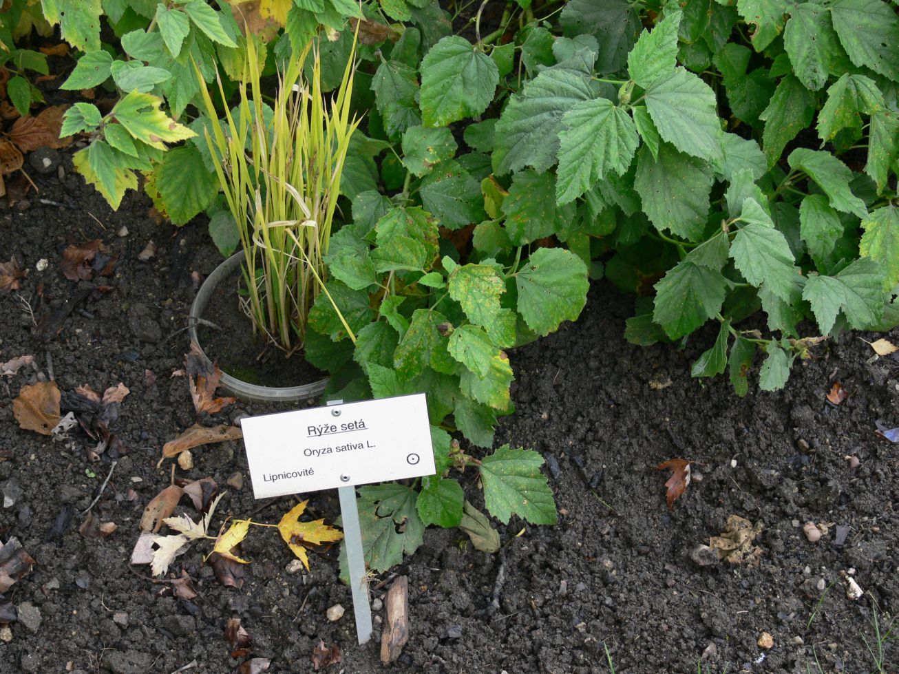 42. Rýže setá
